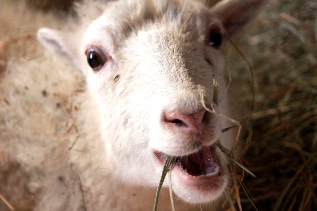 Na dziedzińcu menniczym stanęła żywa szopka oraz zagroda Świętego Mikołaja z reniferami, idealna do pamiątkowego, świątecznego zdjęcia.