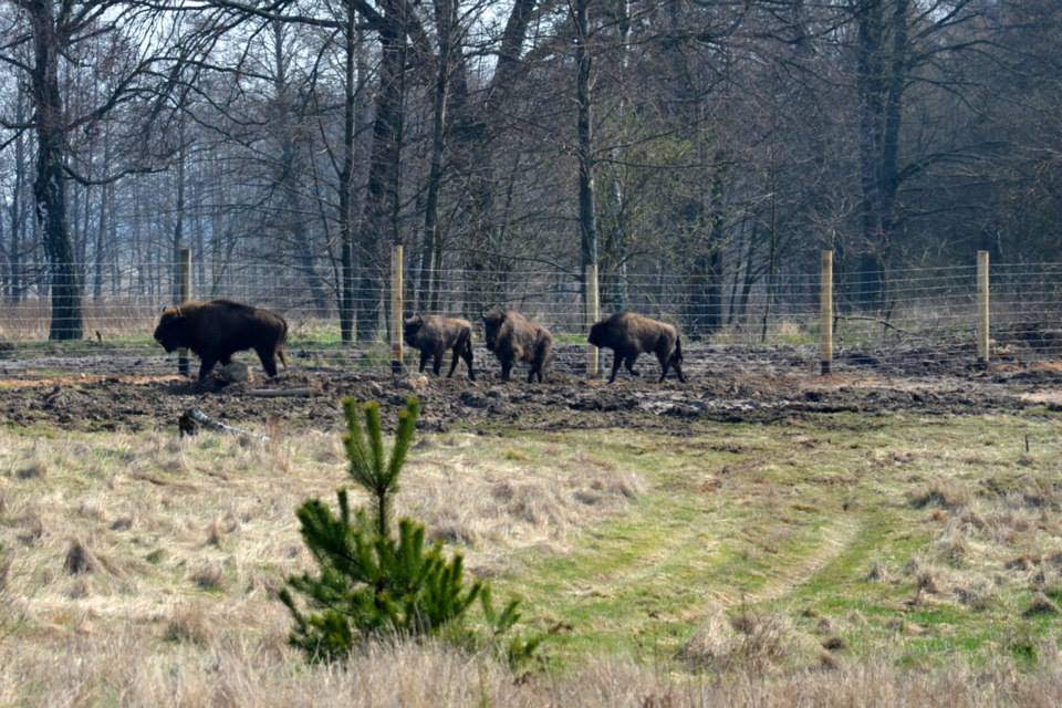 Oficjalne otwarcie pokazowej zagrody żubrów w Jabłonowie koło Mirosławca zaplanowano na maj-czerwiec 2014 roku.