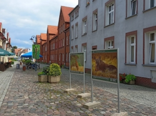 deptak w złocieńcu